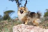 SPITZ ALLEMAND 281